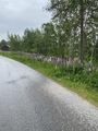 Hagelupin (Lupinus polyphyllus)