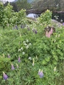 Hagelupin (Lupinus polyphyllus)