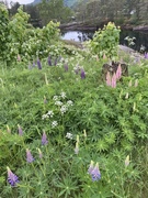 Hagelupin (Lupinus polyphyllus)