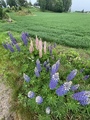 Sandlupin (Lupinus nootkatensis)