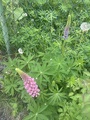 Hagelupin (Lupinus polyphyllus)