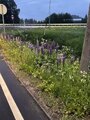 Sandlupin (Lupinus nootkatensis)