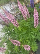 Hagelupin (Lupinus polyphyllus)