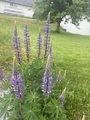 Hagelupin (Lupinus polyphyllus)