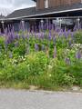 Hagelupin (Lupinus polyphyllus)