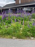 Hagelupin (Lupinus polyphyllus)