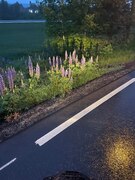 Sandlupin (Lupinus nootkatensis)