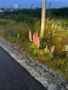 Sandlupin (Lupinus nootkatensis)