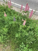 Hagelupin (Lupinus polyphyllus)