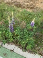 Hagelupin (Lupinus polyphyllus)