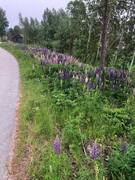 Hagelupin (Lupinus polyphyllus)