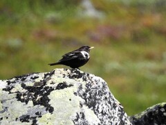 Ring Ouzel (Turdus torquatus)
