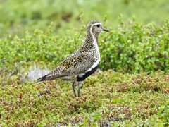 European Golden Plover (Pluvialis apricaria)