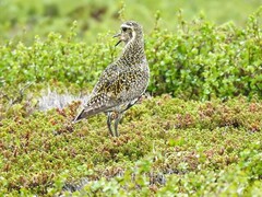 European Golden Plover (Pluvialis apricaria)