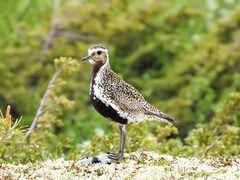 European Golden Plover (Pluvialis apricaria)