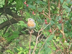 Rødstrupe (Erithacus rubecula)