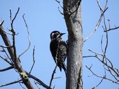 Three-toed Woodpecker (Picoides tridactylus)