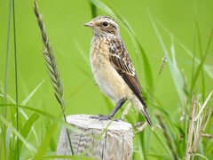 Buskskvett (Saxicola rubetra)