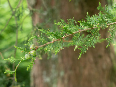 Lawsonsypress (Chamaecyparis lawsoniana)
