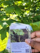 Sycamore (Acer pseudoplatanus)
