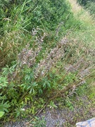 Hagelupin (Lupinus polyphyllus)