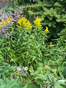 Kanadagullris (Solidago canadensis)