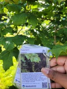 Sycamore (Acer pseudoplatanus)