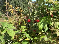 Rødhyll (Sambucus racemosa)