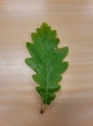 Sommereik (Quercus robur)