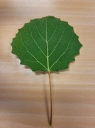 Osp (Populus tremula)