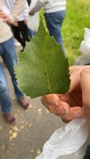 Lavlandsbjørk (Betula pendula var. pendula)