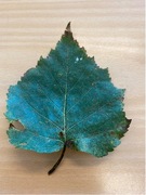 Dunbjørk (Betula pubescens subsp. pubescens)