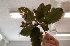 Norsk asal (Sorbus norvegica)