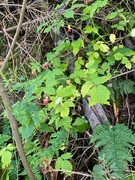 Bringebær (Rubus idaeus)