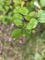 Karsporeplanter (Pteridophyta)