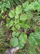 Flikhasselbjørnebær (Rubus wahlbergii var. partitus)