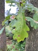 Sommereik (Quercus robur)