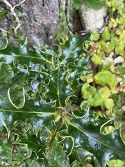 Kristtornfamilien (Aquifoliaceae)