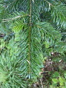 Silkefuru (Pinus peuce)