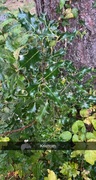 Kristtorn (Ilex aquifolium)