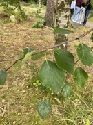 Kristtornfamilien (Aquifoliaceae)