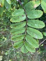 Kristtornfamilien (Aquifoliaceae)