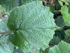 Kristtornfamilien (Aquifoliaceae)