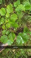 Hasselslekta (Corylus)