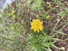 Bakkeføllblom (Scorzoneroides autumnalis subsp. autumnalis)