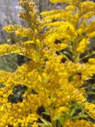 Kanadagullris (Solidago canadensis)