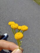 Reinfann (Tanacetum vulgare)