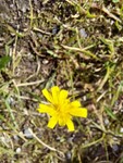 Skjermsveve (Hieracium umbellatum)