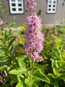 Hekkspirea (Spiraea salicifolia)