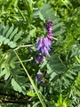 Fuglevikke (Vicia cracca)